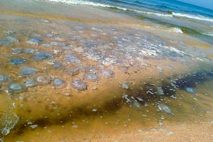 Названа причина появления тысяч гигантских медуз на российском пляже