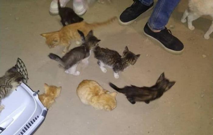 В Алматы на верную гибель обрекли около 50 котят