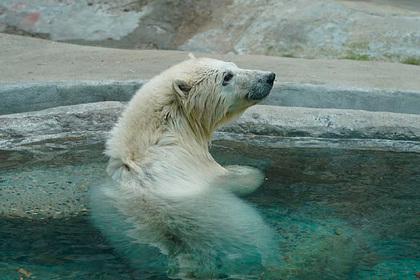 Спасенная в Красноярском крае белая медведица отправится в Екатеринбург