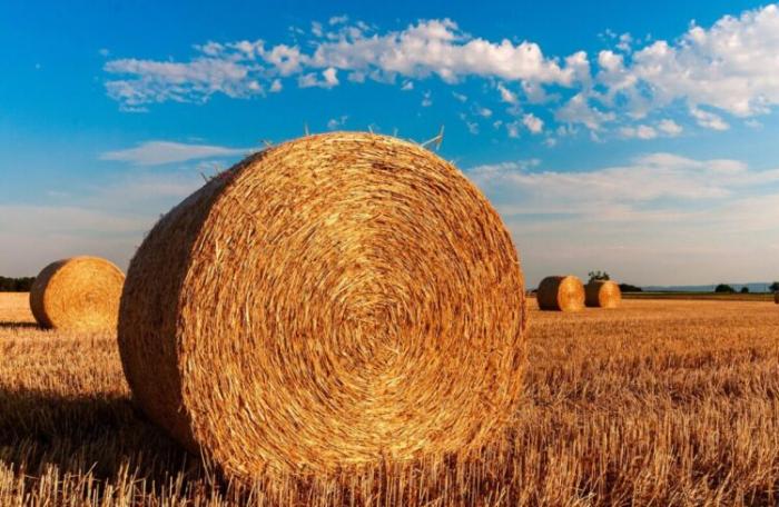 Минсельхоз Казахстана не может сказать, когда введет запрет на экспорт кормов