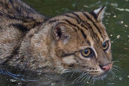 В зоопарке Новосибирска показали фото редких водоплавающих кошек
