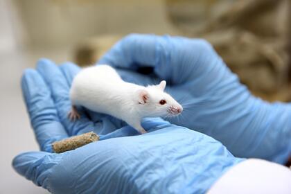 Подсчитаны траты российских лабораторий на подопытных обезьян и мышей в пандемию