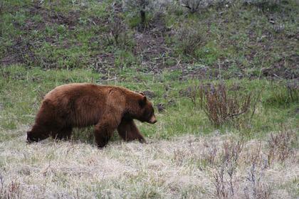 Медведь убил российского туриста в природном парке
