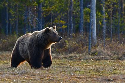 Медведи за месяц убили двух туристов в российском природном парке