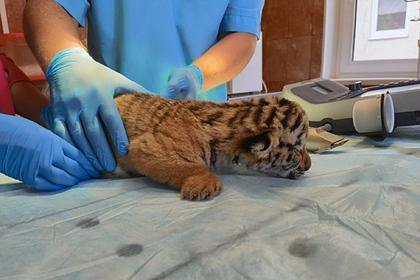 В нижегородском зоопарке родились тигрята