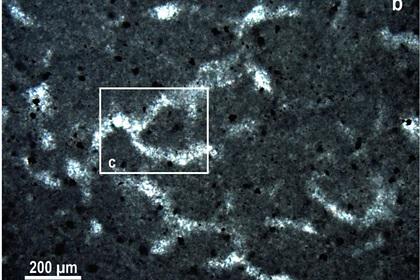 В Канаде нашли предполагаемые следы самого древнего многоклеточного