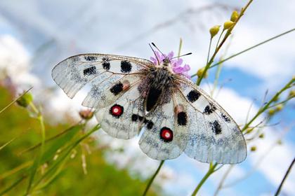 В нацпарке на Южном Урале заметили редчайшую бабочку