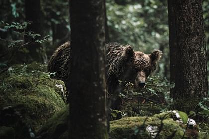 Напавшего на туристов медведя в Красноярском крае застрелили