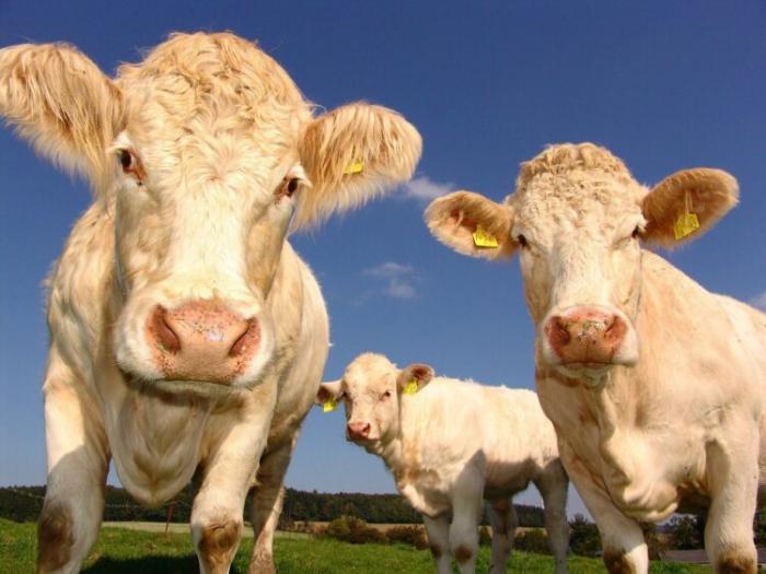 В двух регионах Казахстана от болезней гибнет скот