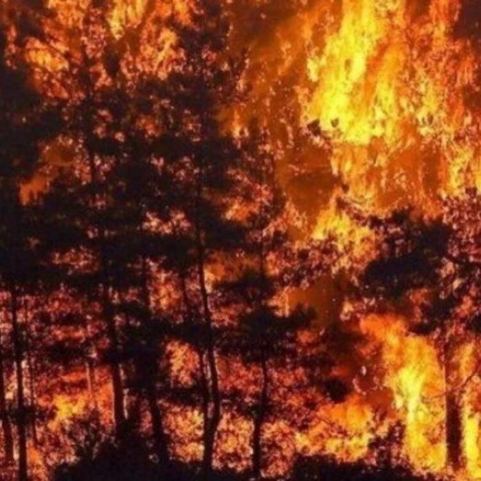 Лесные пожары в Турции: казахстанцы помогают местным жителям