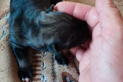Сахалинец спас новорожденного щенка из мусорного бака