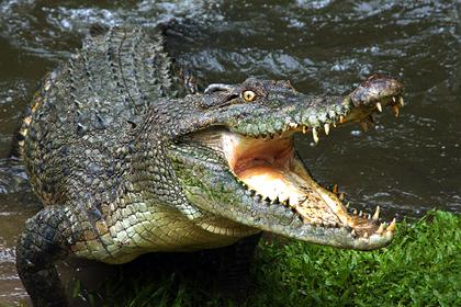 Туристка спасла женщину из пасти крокодила и возмутилась бездействием отеля