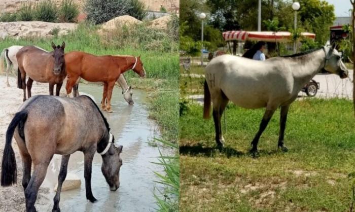 В Актау люди жалуются на лошадей, объедающих деревья и кустарники