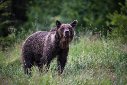 На границе двух российских регионов обосновался дикий медведь