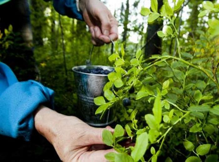 В Государственной экологической инспекции заявили, что за сбор ягод в лесах граждан не штрафуют