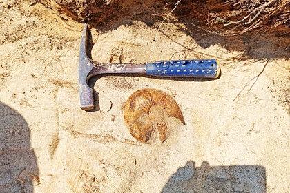 В российском пригороде нашли останки жившего 80 миллионов лет назад ящера