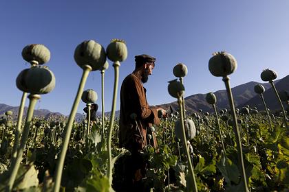 В МИД указали на провал инициатив США по борьбе с наркотиками в Афганистане