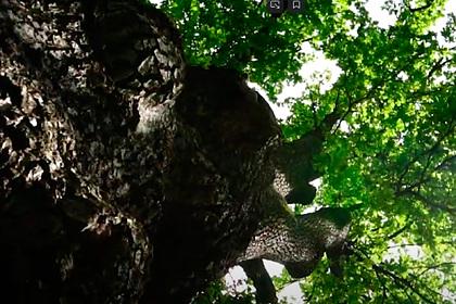 «Тургеневский дуб» признали деревом года в России