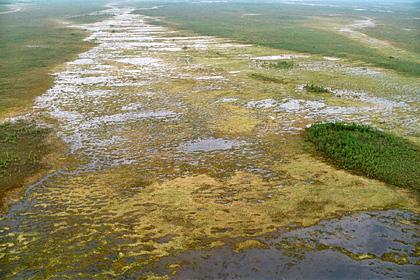 Томский заповедник сделает центром экотуризма самое большое болото в мире
