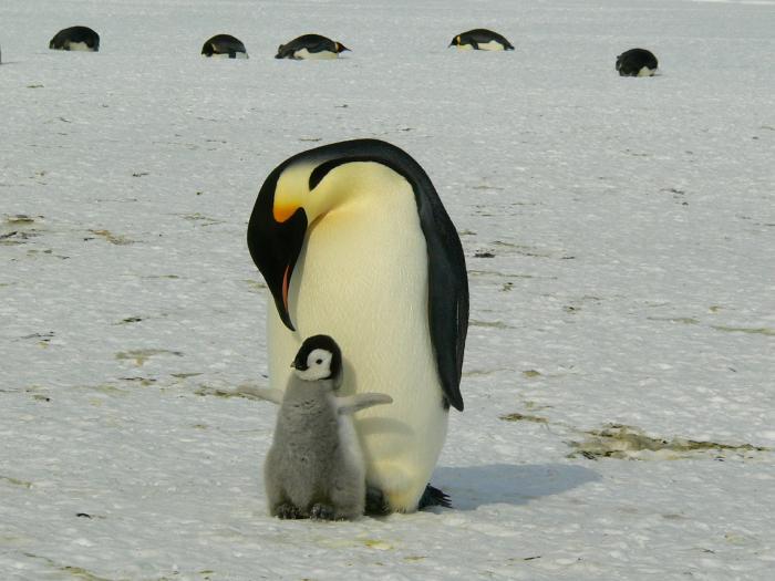 Уже через 80 лет глобальное потепление может погубить императорских пингвинов