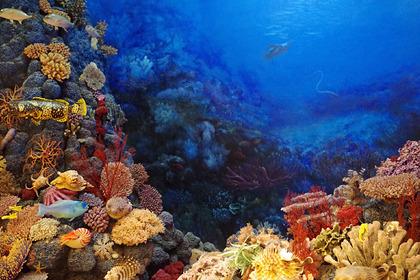 Таиланд запретил использовать солнцезащитные кремы для спасения кораллов