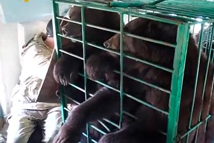 В Иркутской области на волю выпустили пятерых медведей