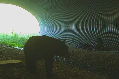 Турист решил отдохнуть в тоннеле и проспал встречу с медведем