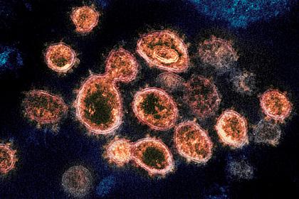 Найдена основа для универсальной вакцины против коронавирусов