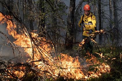 Подсчитан общий ущерб России от лесных пожаров