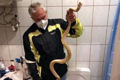 Мужчина услышал странный звук из унитаза среди ночи и нашел там огромную змею