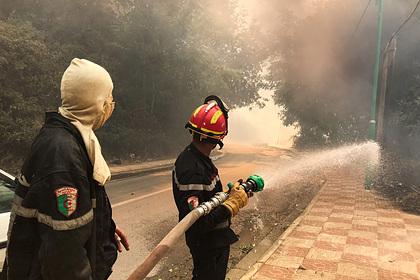 В Алжире из-за массовых лесных пожаров погибли 65 человек