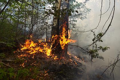 В ряде городов России объявили пятницу нерабочей из-за лесных пожаров