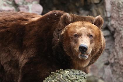 В Смоленской области медведь начал воровать мед у дачников