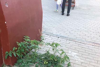 В центре Иванова через бетонную плитку проросли помидоры