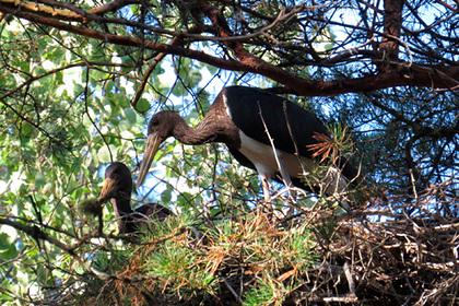 Орнитологи нашли во Владимирской области гнездо редких черных аистов