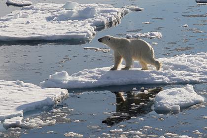 Российские исследователи начали экспедицию по изучению моржей и белых медведей