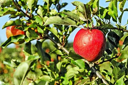Названы самые красивые яблоневые сады России