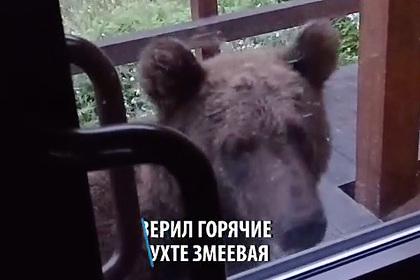 Прогулка вышедшего к горячим источникам в Бурятии медведя попала на видео