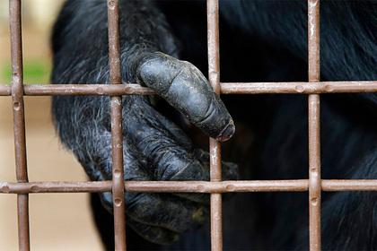 Старейший в Европе шимпанзе умер в 49 лет
