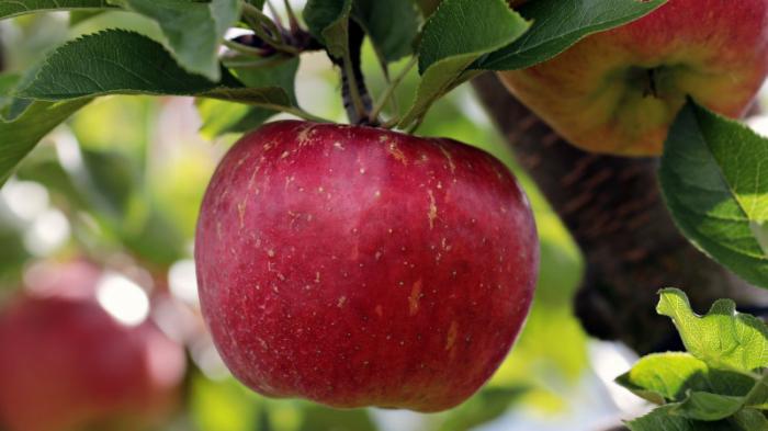 Сколько яблок можно съедать в день, рассказала диетолог
                19 августа 2021, 09:34