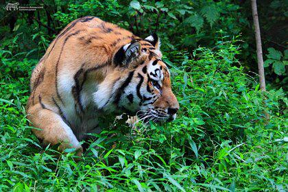 В Сихотэ-Алинском заповеднике заметили нового тигра