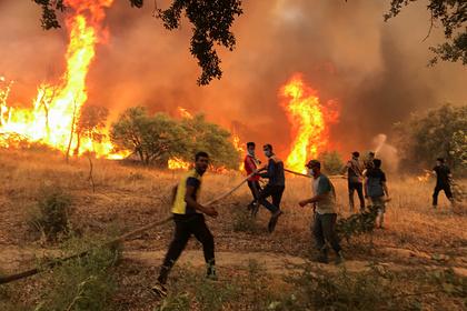 Алжир обвинил Израиль в поджоге лесов