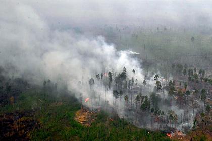 В Greenpeace назвали способ побороть пожары в России