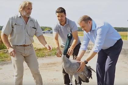 Губернатор Рязанской области выпустил серого журавля в естественную среду