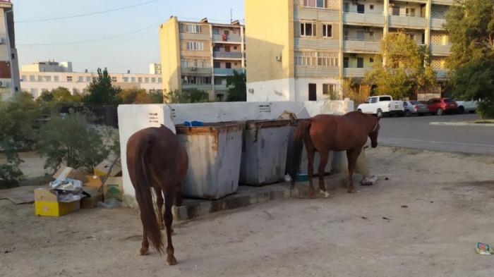 Лошади ищут еду у мусорных контейнеров в Актау
                22 августа 2021, 12:53