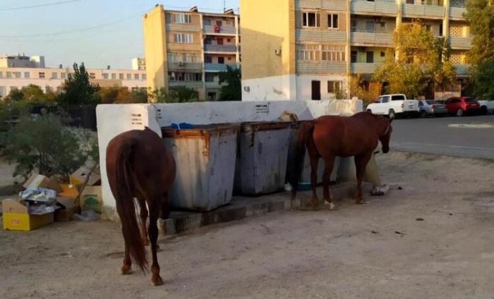Голодные лошади в Актау ищут еду возле мусорных контейнеров