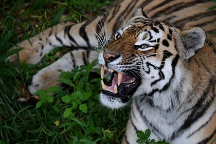Амурский тигр убил работавшего на лесозаготовке россиянина
