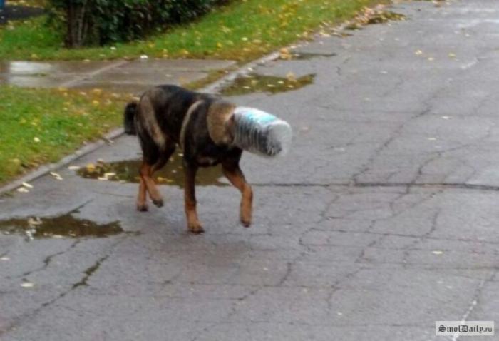 В Алматы собака уже месяц бегает с банкой на голове