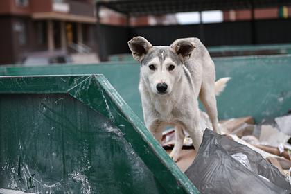 Россиянка нашла потерянную собаку спустя месяц поисков на мусорках и чужих дачах