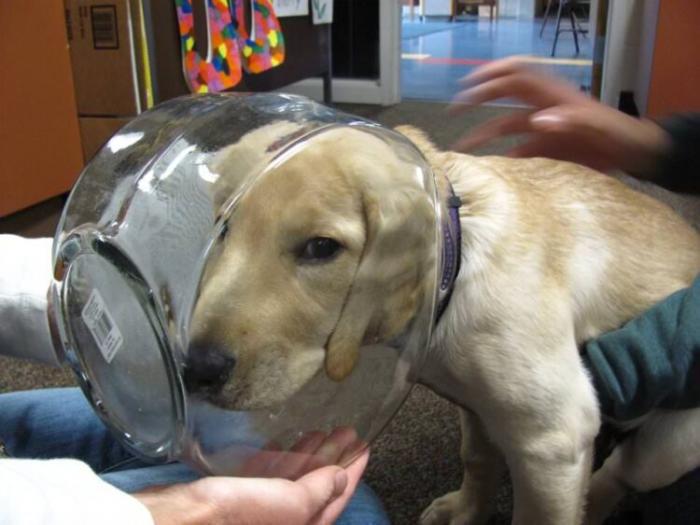 Под Алматы собака жила с банкой на голове: ее освободили от этой ноши